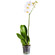 White Phalaenopsis orchid in a pot